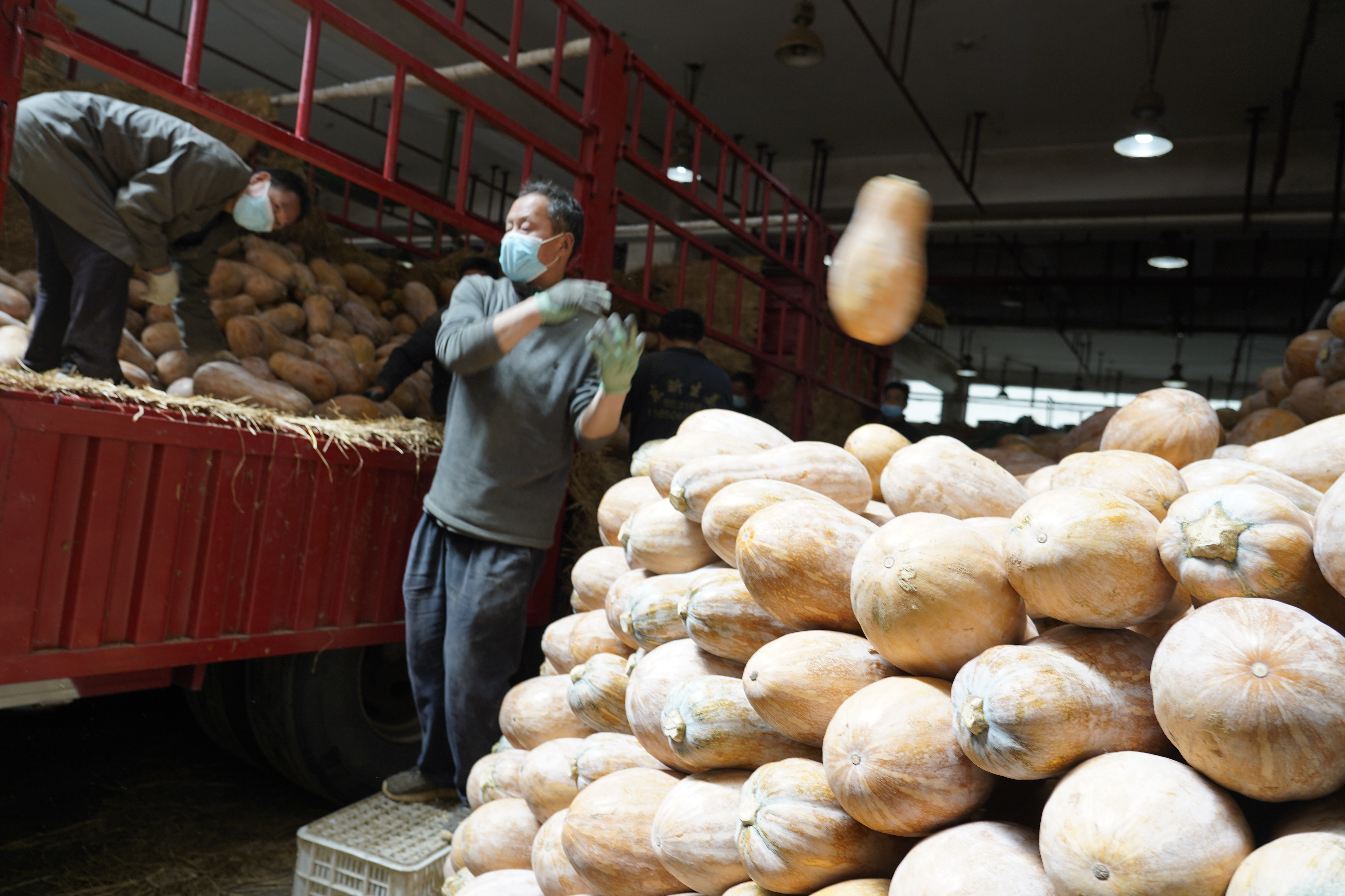 2026年2月12日蔬菜价格参考表
